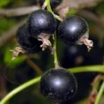 نت انگور فرنگی سیاه
