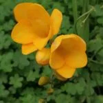 نت فریزیا