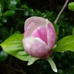 نت مگنولیا