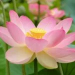 نت لاله مردابی